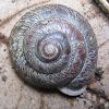 Amazon Land Snail, Labyrinth Land Snail