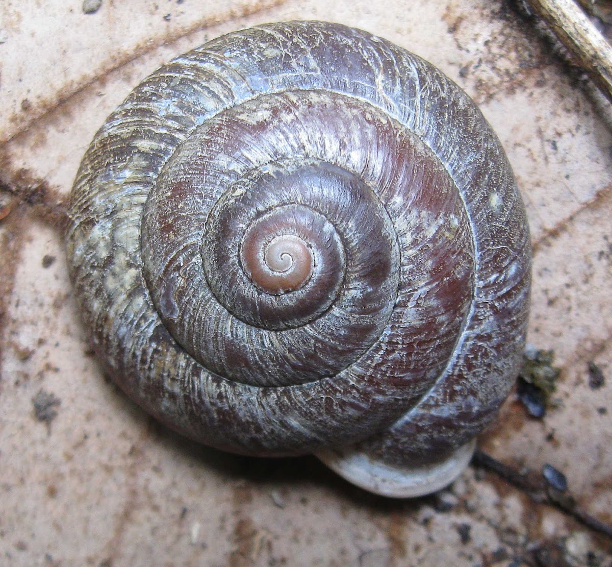 Amazon Land Snail, Labyrinth Land Snail