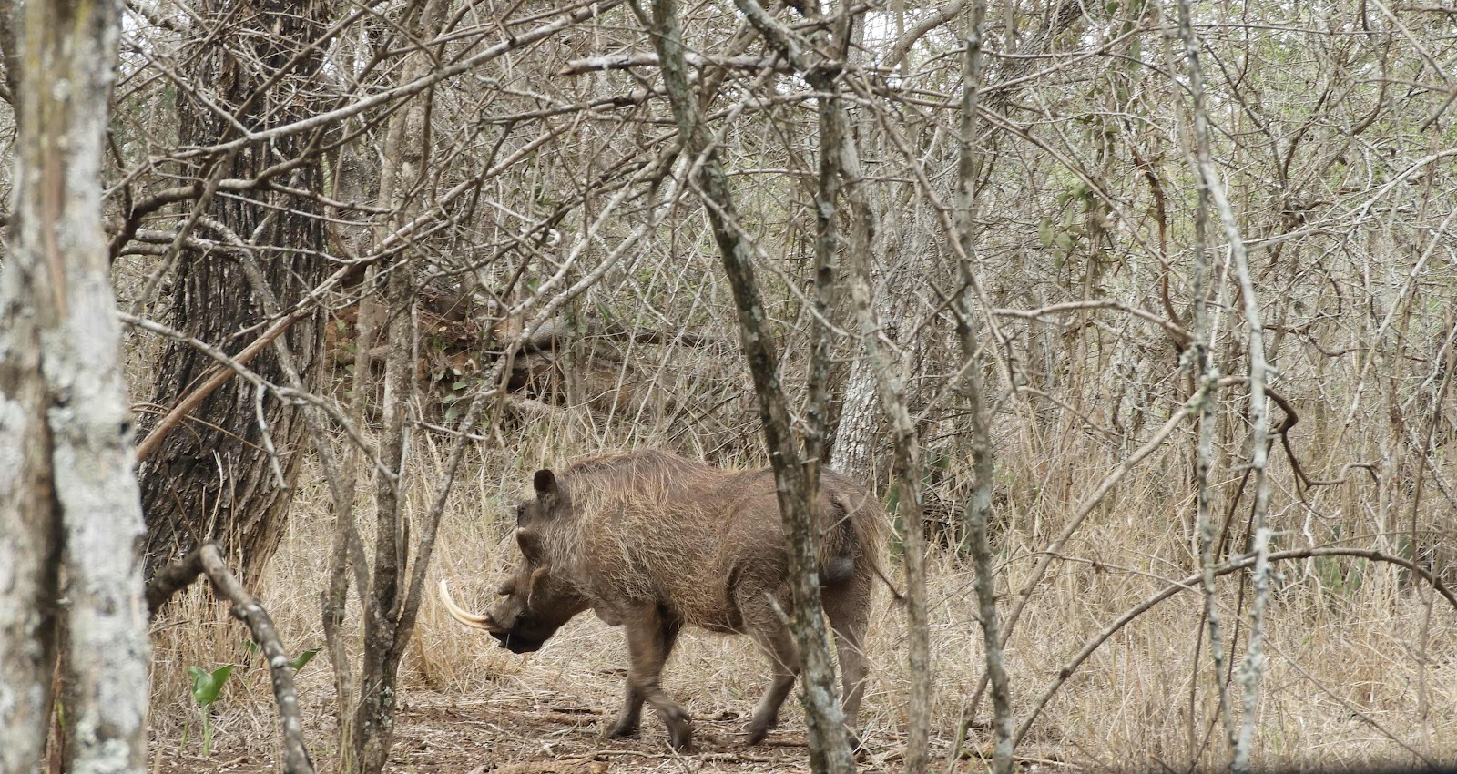 Warthog Hlane