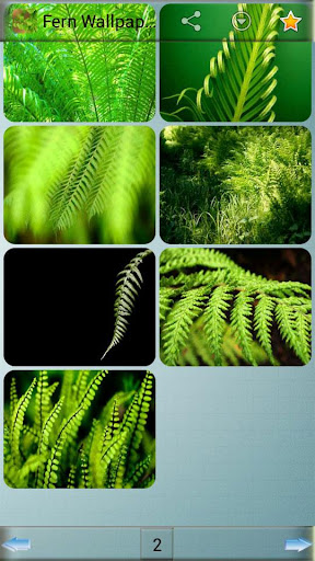 Fern Wallpapers