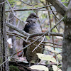 Ruffed Grouse