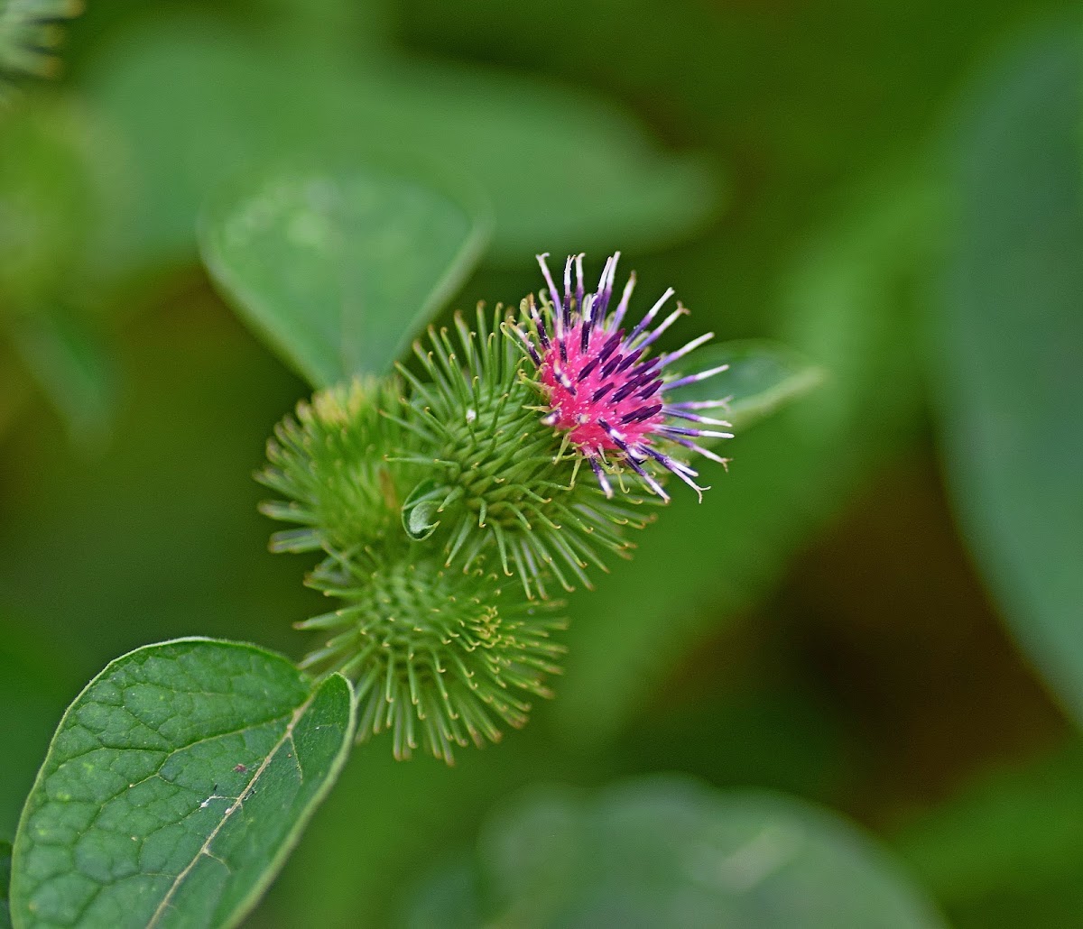 Lesser Burrdock