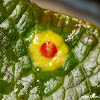 Maple Eyes Leaf Gall