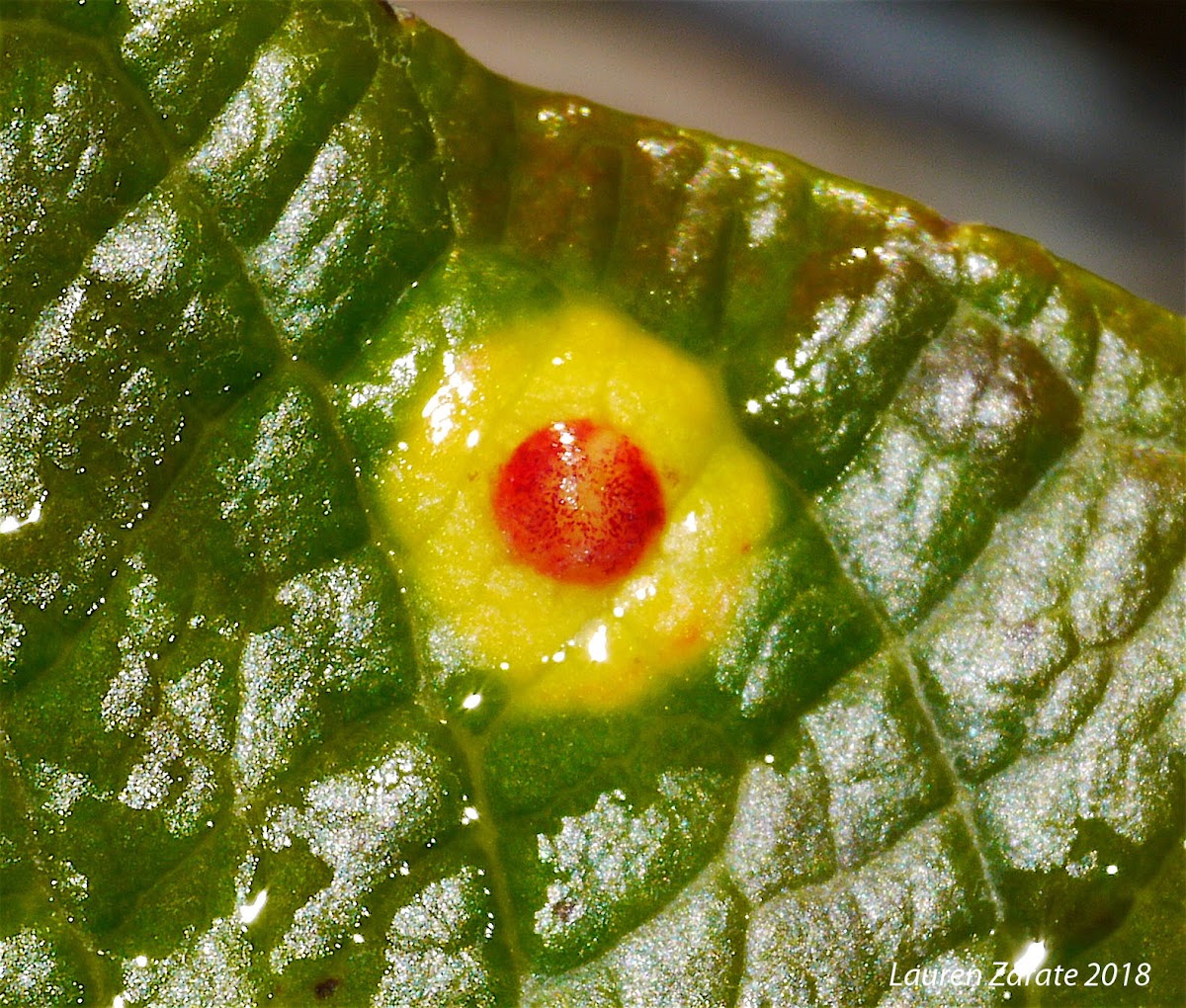 Maple Eyes Leaf Gall