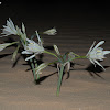 Desert Pancratium