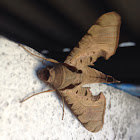 Dead leaf sphinx