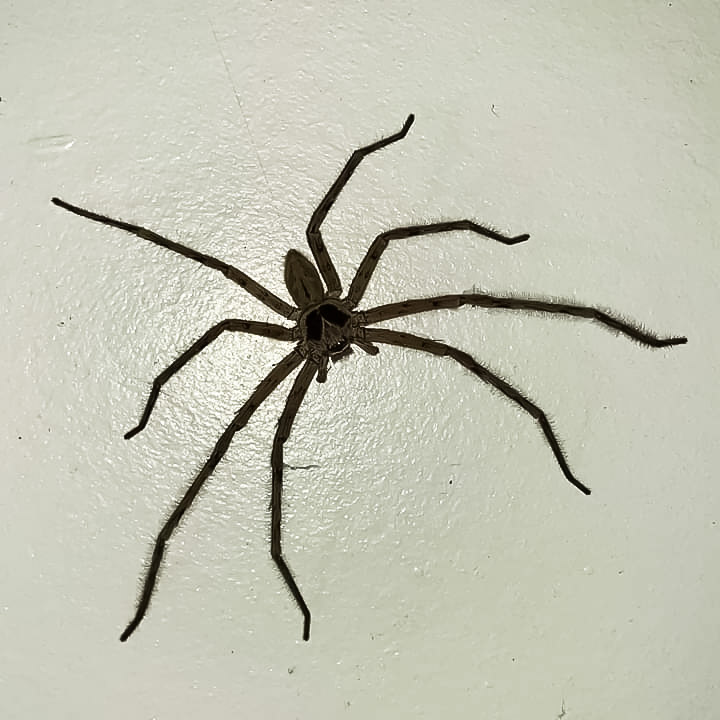 Huntsman spider