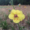 Moth Mullein