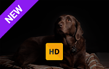 Labrador Wallpaper HD New Tab Theme© small promo image