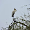 Wood Stork