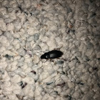 Unknown Beetle