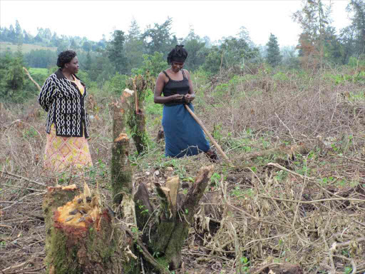 A file photo of the destruction at Kimondi Forest in Nandi County. /MATHEWS NDANYI