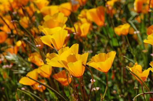 poppies-in-san-diego.jpg - You can see golden poppies  growing in fields grasslands throughout California, but head to Lake Elsinore to see poppies in spades.