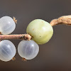 Round-leaved honeysuckle