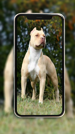 Pitbull Wallpapers Plus