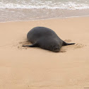 Hawaiian Monk Seal