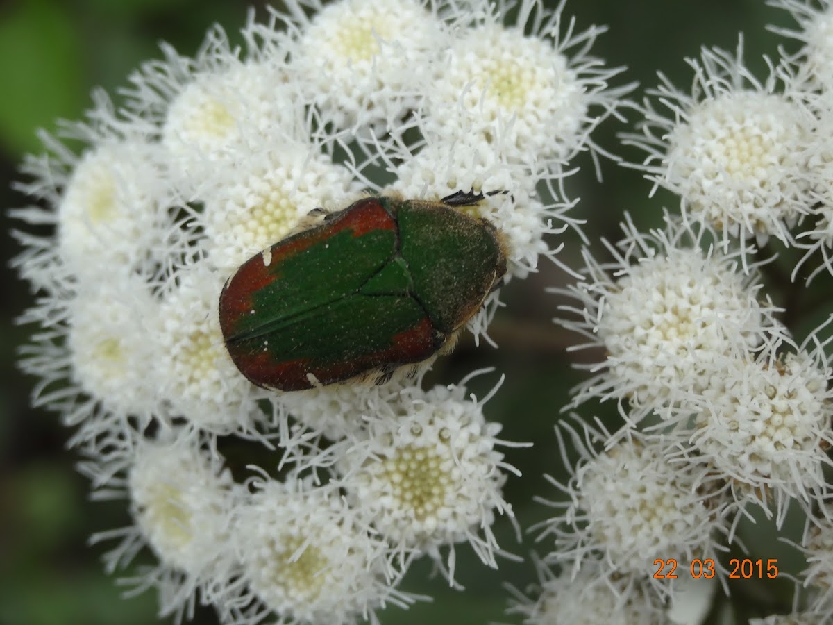 Flower Chafer