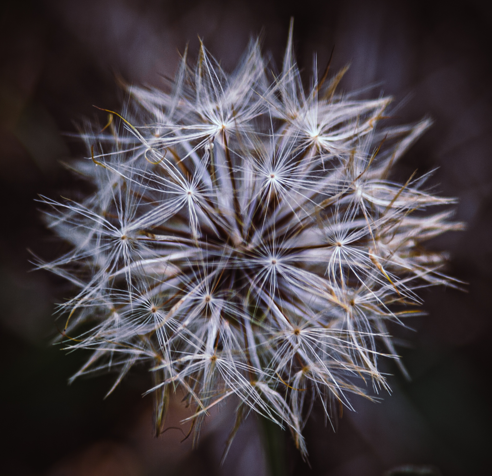 macro... di Massimiliano zompi