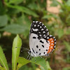 Indian Red Pierrot