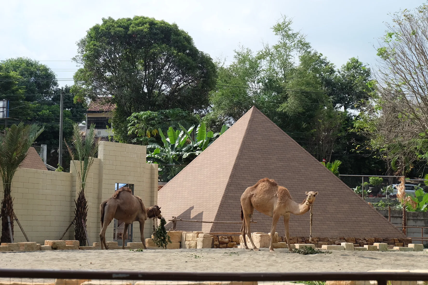 Camel, Gembira Loka