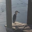 Black Crowned Night Heron