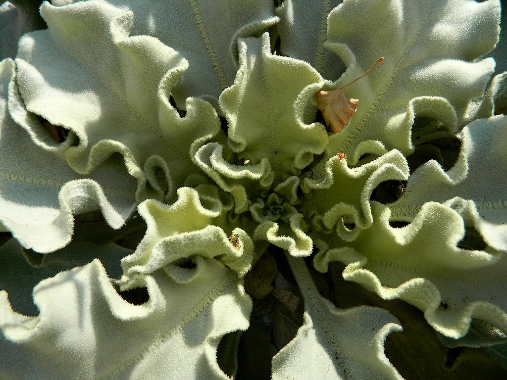 Wavy leaf mullein (Βερμπάσκο το κυματόφυλλο)