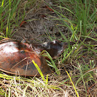 Mangrove Horseshoe Crab