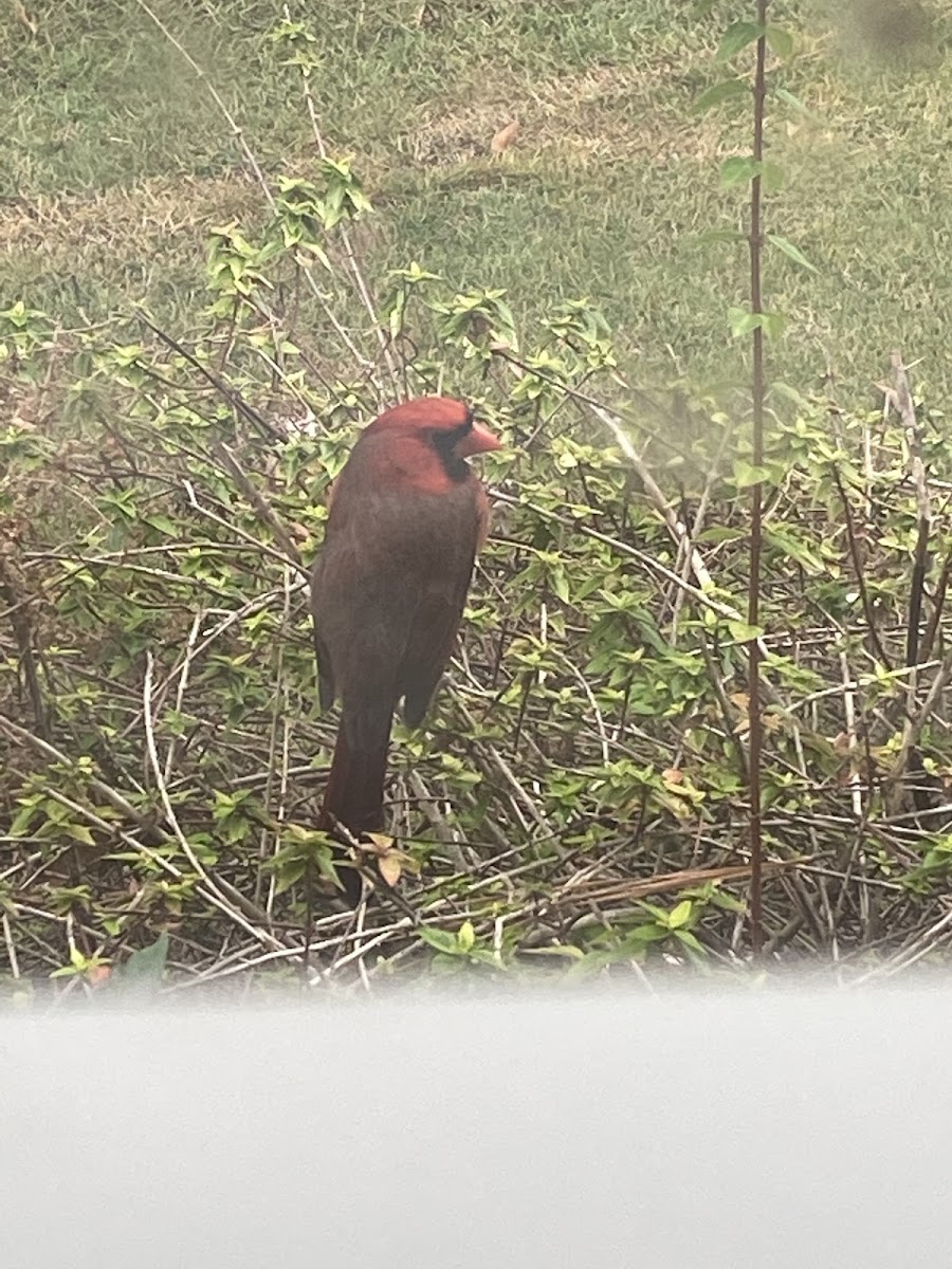 Cardinal (male)