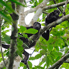 Aullador negro (Mantled howler)