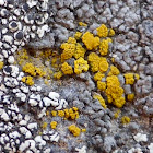 Eggyolk Lichen