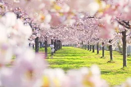 綺麗な桜の下で貴方に告白