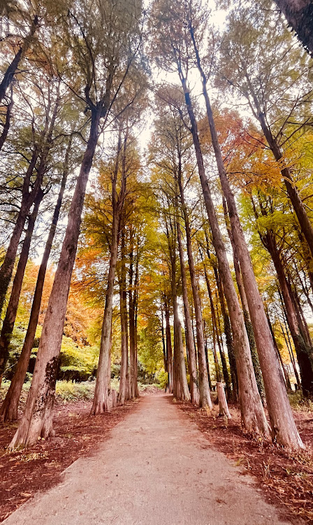 アルトワークスの雨で休み・F4ファントム・メタセコイア並木・油圧サイドブレーキ風ロングサイドブレーキバー・ラリーラリー 🎶に関するカスタム事例の投稿画像5枚目