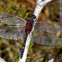 Small Whiteface