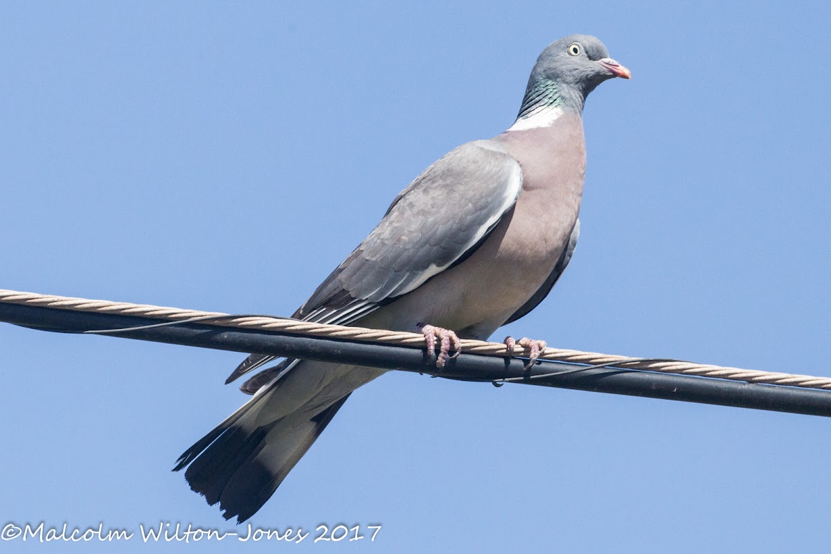 Woodpigeon; Paloma Torcaz