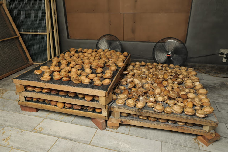 Equipment used to process the abalone and over 1,000 units of dried abalone with an estimated value of R1.4m was found on the premises. File photo.