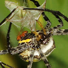 Oval St. Andrew's Cross Spider wrapping Prey