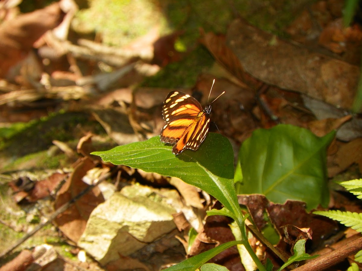Mariposa tigresa