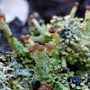 Cladonia Lichen