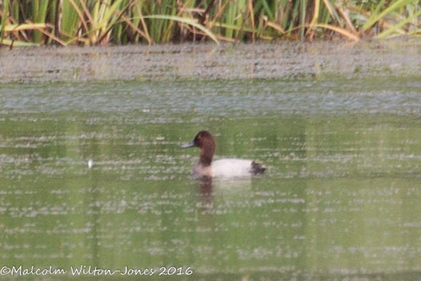 Pochard