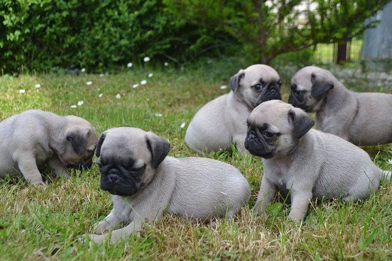 Pug Fiyatlari Pug Kopek Fiyatlari Sahibinden Satilik Pug Yavrusu Fiyatlari