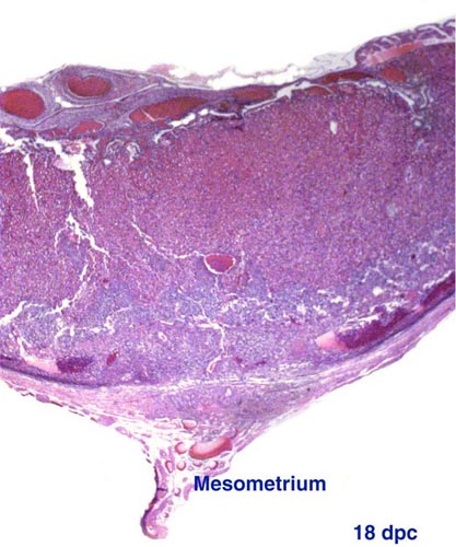 The pictures show the 18 dpc placenta implanted and mesometrium at bottom