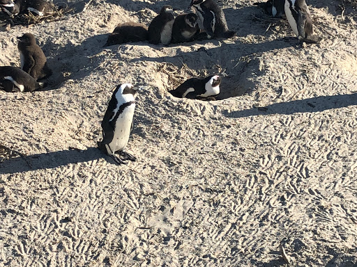 Penguins Cape Town South Africa 2018