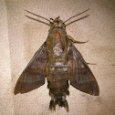 Unidentified Hawk Moth