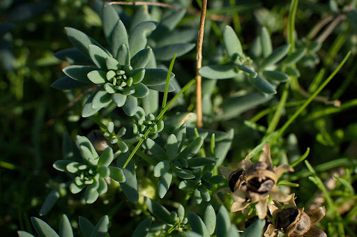 Linaria polygalifolia