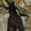 bat