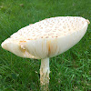 Coker's Amanita