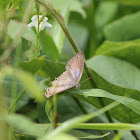 Redspot (Female)