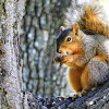 Fox squirrel(baby)