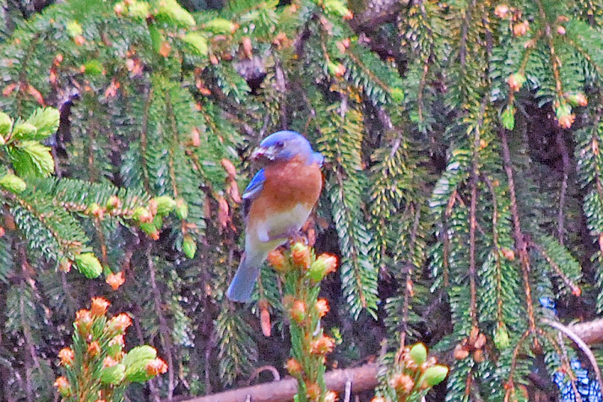 Eastern Bluebird