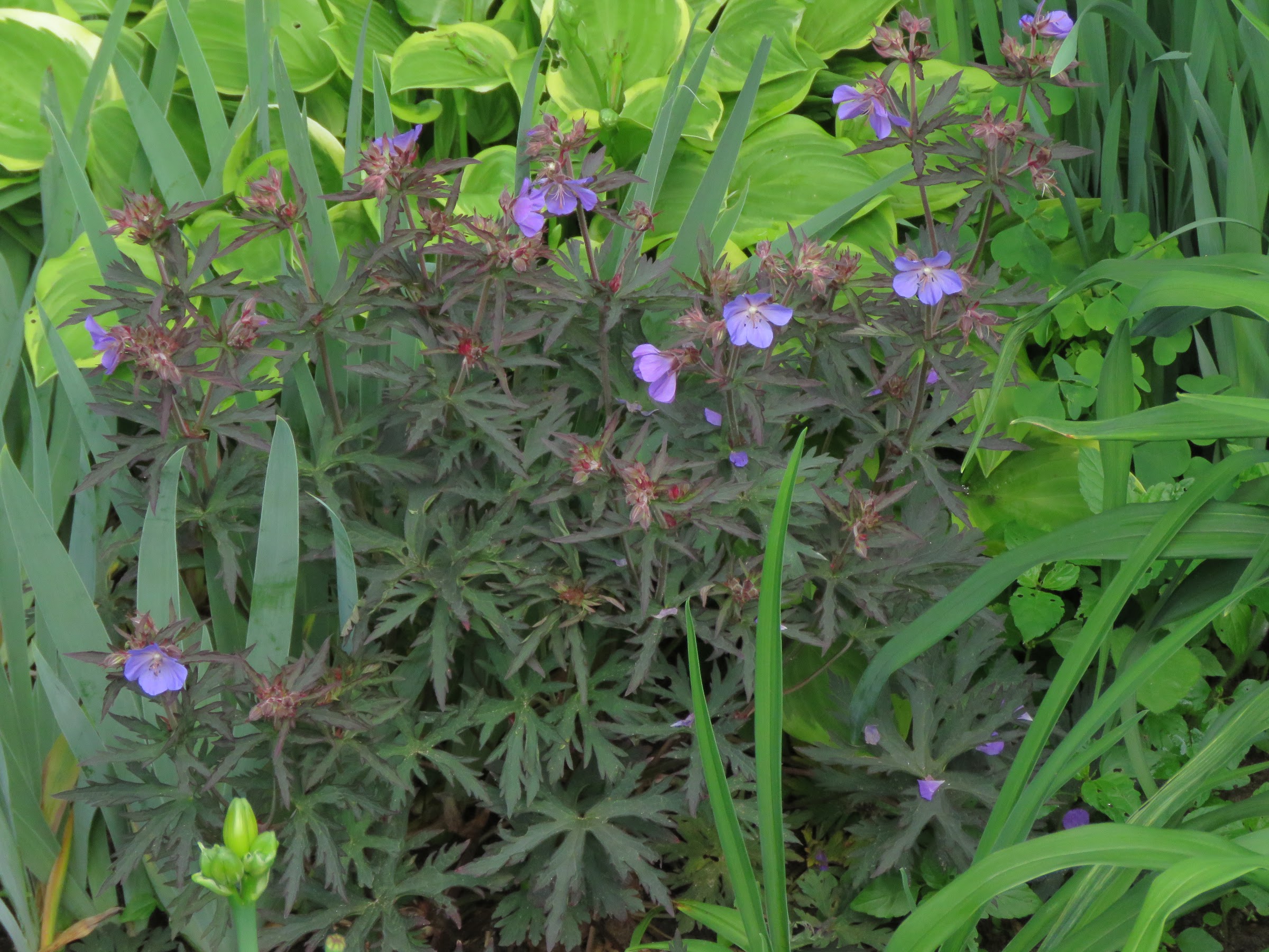 Pendant ce temps, dans le jardin de grigri... - Page 27 LheDxw7HA8VcmVFAR3JURRam0CpKaZJmnqnyd8-pEDKjxz3LV862U8XqFct1R2rMCLounWLZOmTgWfVHSwg-faOpoLPcrx8AMwEFRcwgZQKn1rfm5QpcIVa7fuIjCXpLcErTAsgguf4=w2400